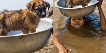 Un rescate que conmueve al mundo: Niño nada entre inundaciones en Vietnam cargando a su perrito sobre la cabeza