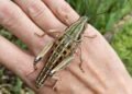 ¿Te atreverías a tener uno cerca? Algunos saltamontes impresionan por su tamaño