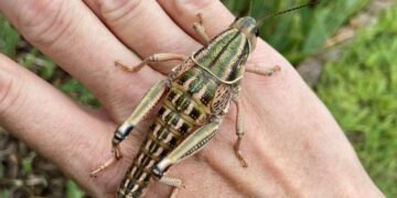 ¿Te atreverías a tener uno cerca? Algunos saltamontes impresionan por su tamaño